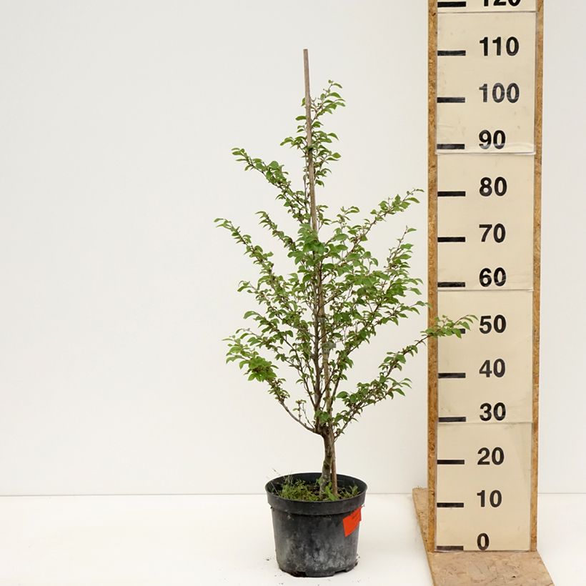 Fagus sylvatica Felderbach 4L/5L pot sample as delivered in spring