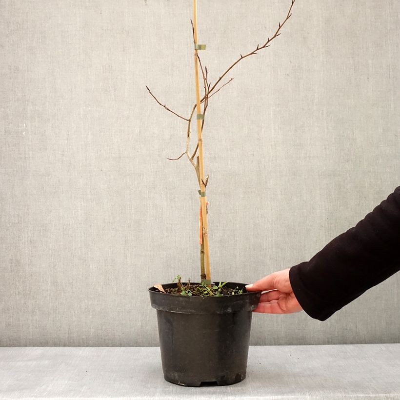 Fagus sylvatica Franken - Beech 4L/5L pot sample as delivered in winter