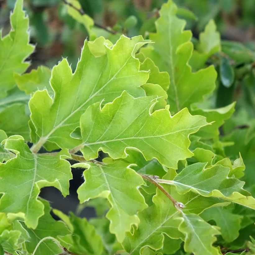 Fagus sylvatica Interrupta (Foliage)