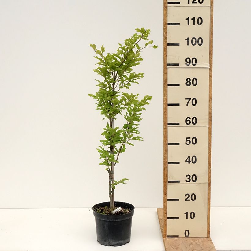 Fagus sylvatica Interrupta 4L/5L pot sample as delivered in spring