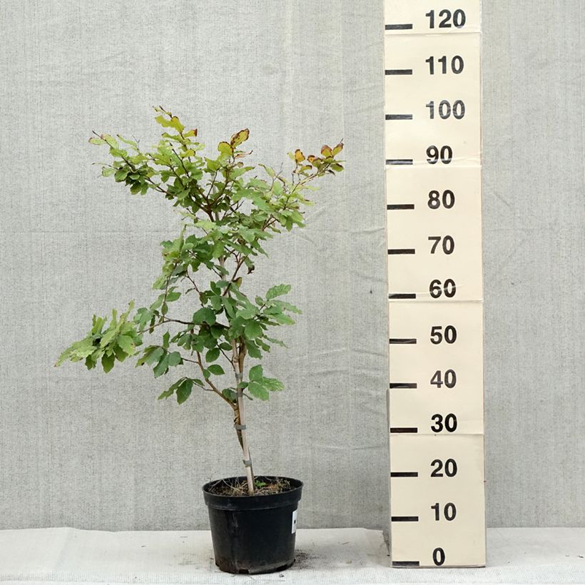 Fagus sylvatica Marmor Star 4L/5L pot sample as delivered in summer