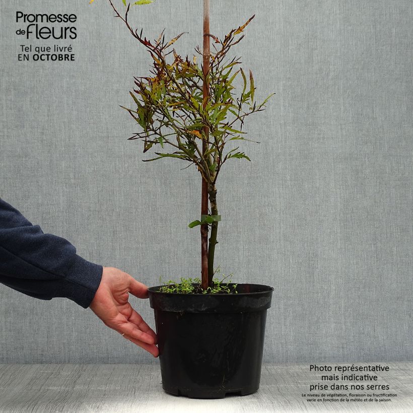 Fagus sylvatica Mercedes - Beech 4L/5L pot sample as delivered in autumn