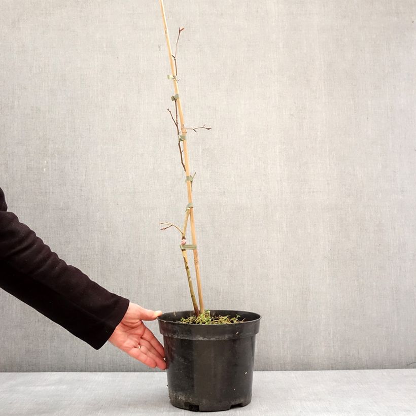 Fagus sylvatica Rohan Green Weeping 4L/5L pot sample as delivered in winter