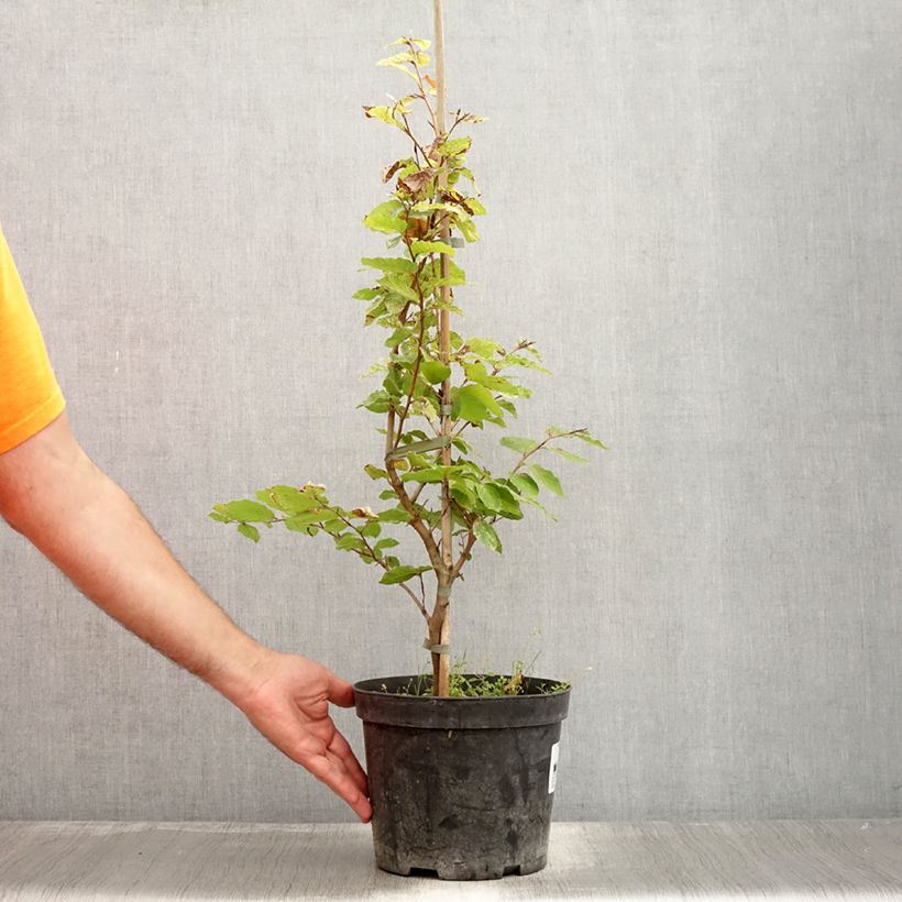 Fagus sylvatica Rolf Marquardt - Beech 4L/5L pot sample as delivered in summer