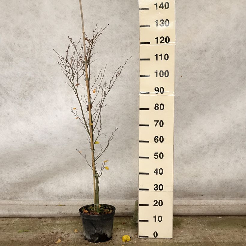 Fagus sylvatica Rotundifolia 4L/5L pot sample as delivered in autumn