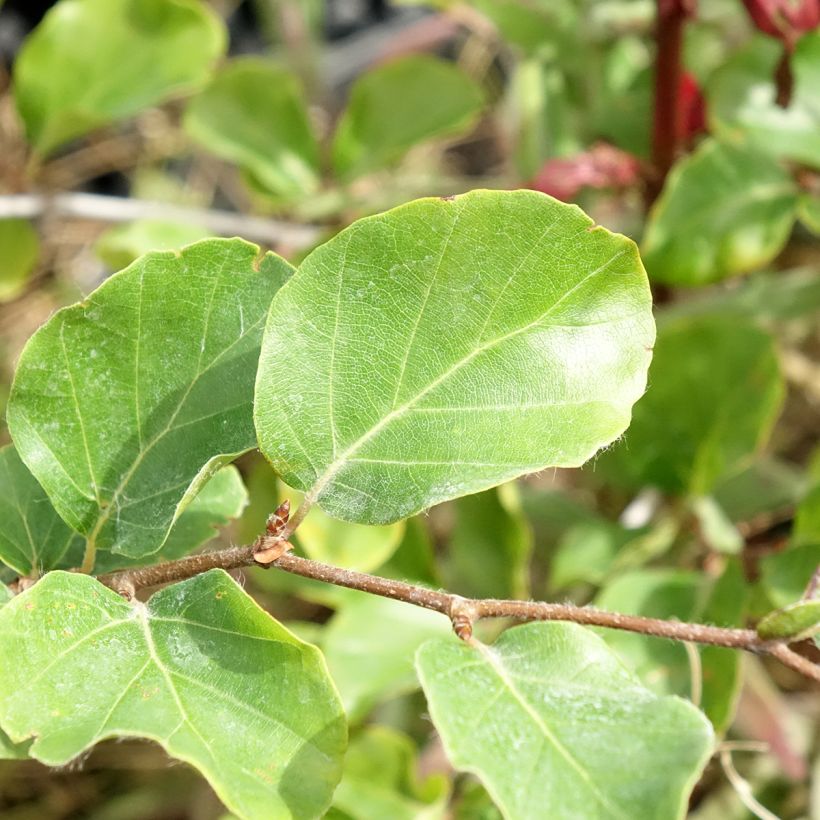 Fagus sylvatica Skrzat (Foliage)