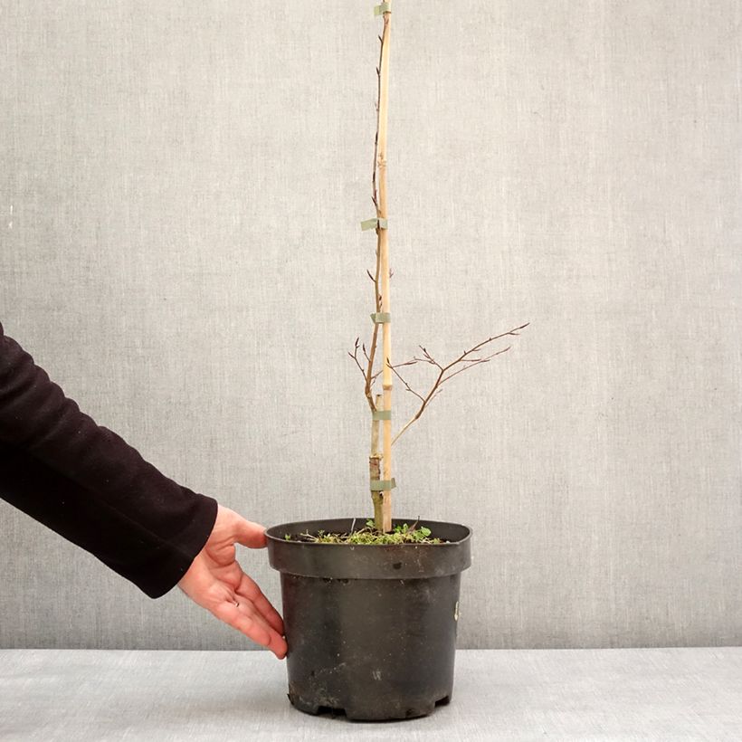 Fagus sylvatica Skrzat 4L/5L pot sample as delivered in winter