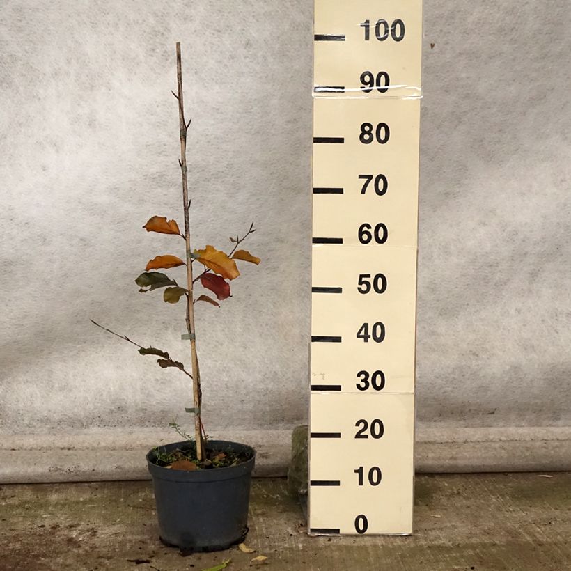 Fagus sylvatica Swat Magret 4L/5L pot sample as delivered in autumn