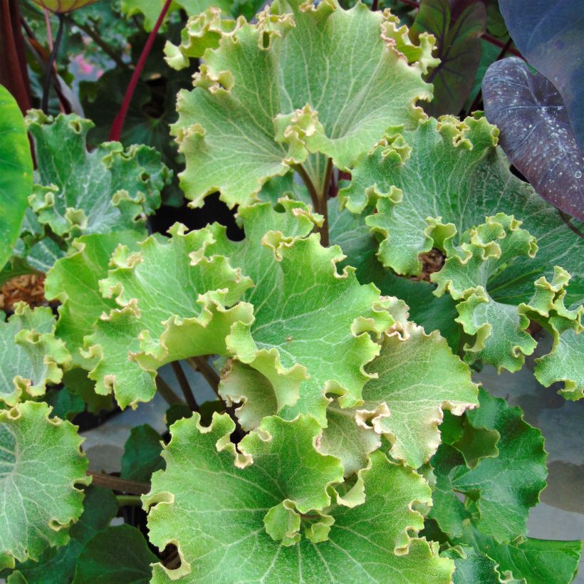 Farfugium japonicum Crispata (Foliage)