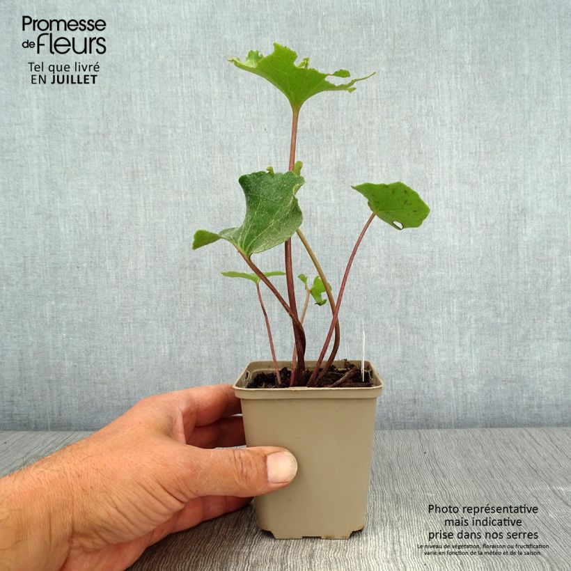 Farfugium japonicum Wavy Gravy 8/9 cm pot sample as delivered in summer