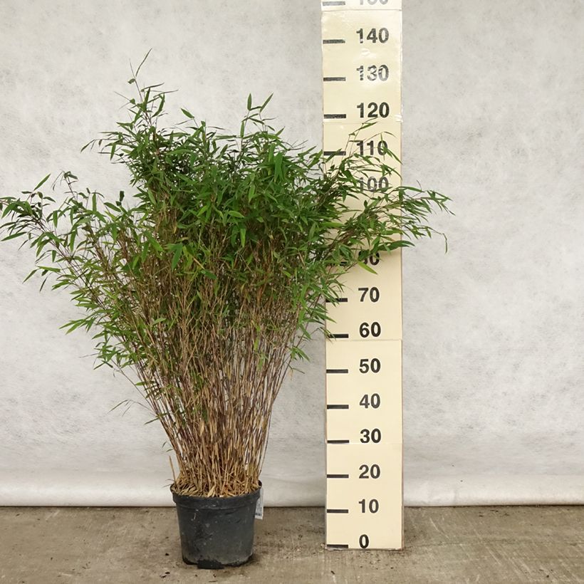 Fargesia nitida Gansu 7.5L/10L pot sample as delivered in summer