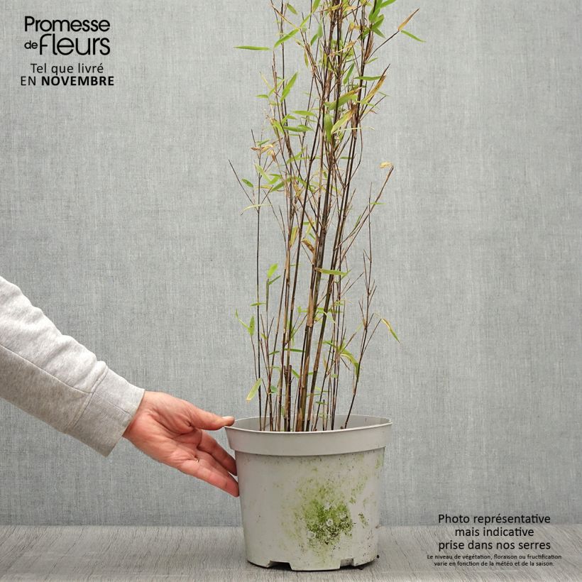 Fargesia nitida Trifina Black 4L/5L pot sample as delivered in autumn