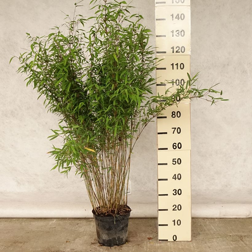 Fargesia nitida Volcano - Non-running Bamboo 7.5L/10L pot sample as delivered in summer