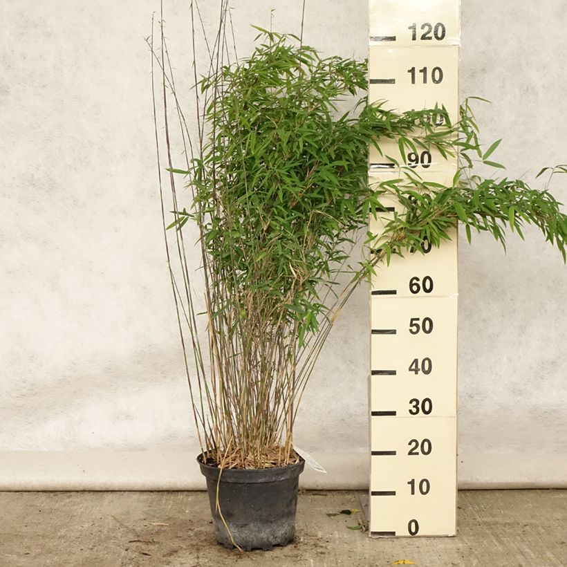 Fargesia nitida Volcano - Non-running Bamboo 2L/3L pot sample as delivered in summer
