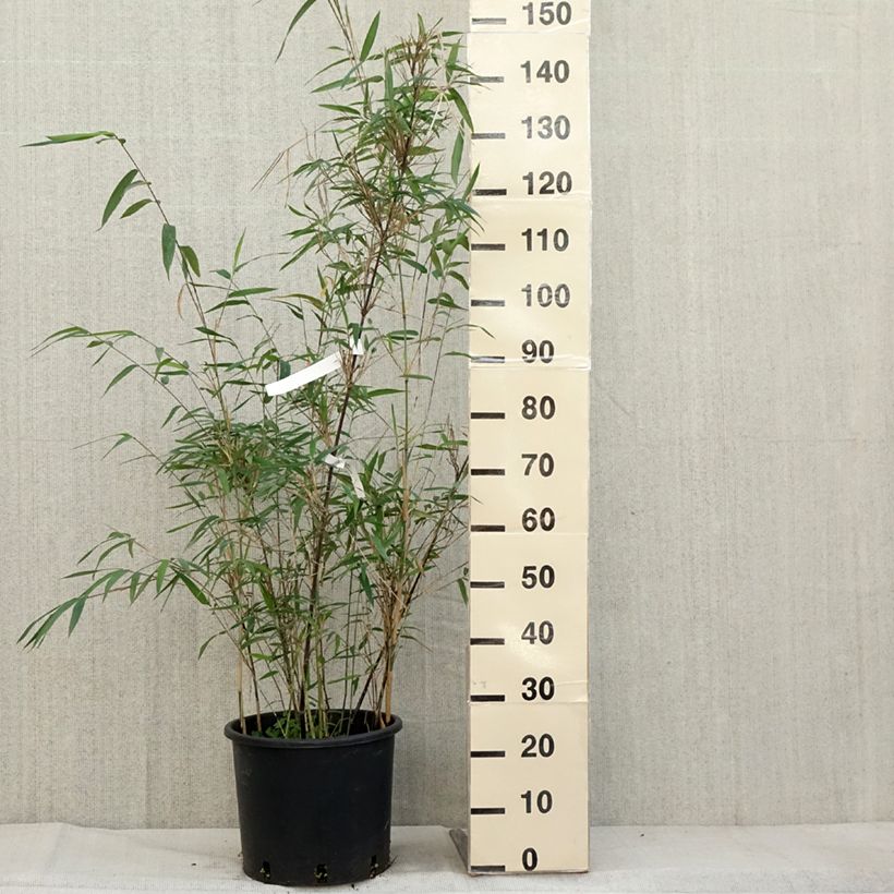 Fargesia papyrifera Blue Dragon - Non-running bamboo 7.5L/10L pot sample as delivered in autumn
