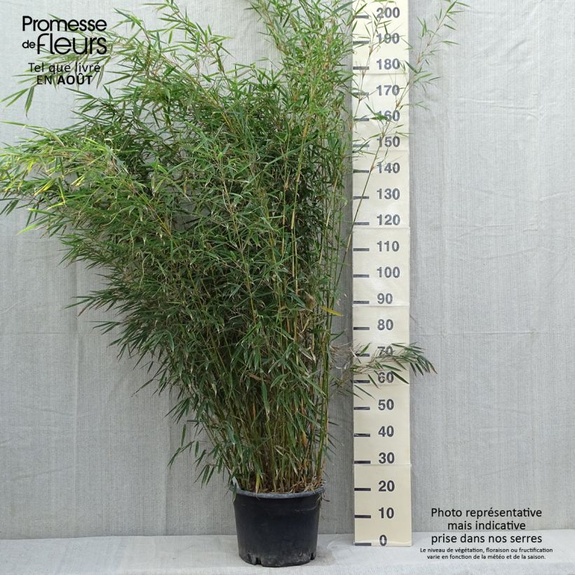 Fargesia robusta - Non-running Bamboo 18L/20L pot sample as delivered in summer