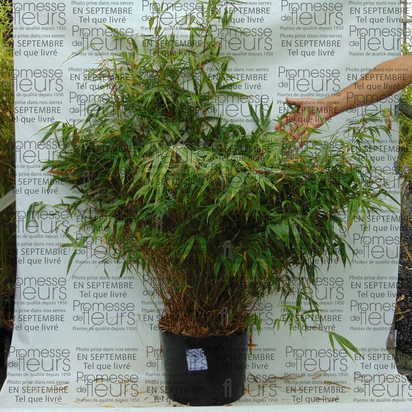 Fargesia robusta Wenchuan - Non-running bamboo (Plant habit)