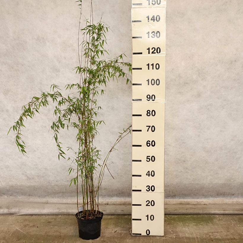 Fargesia Jiuzhaigou Deep Purple 2L/3L pot sample as delivered in autumn