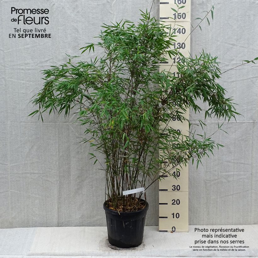 Fargesia Taibashan 2 7.5L/10L pot sample as delivered in summer