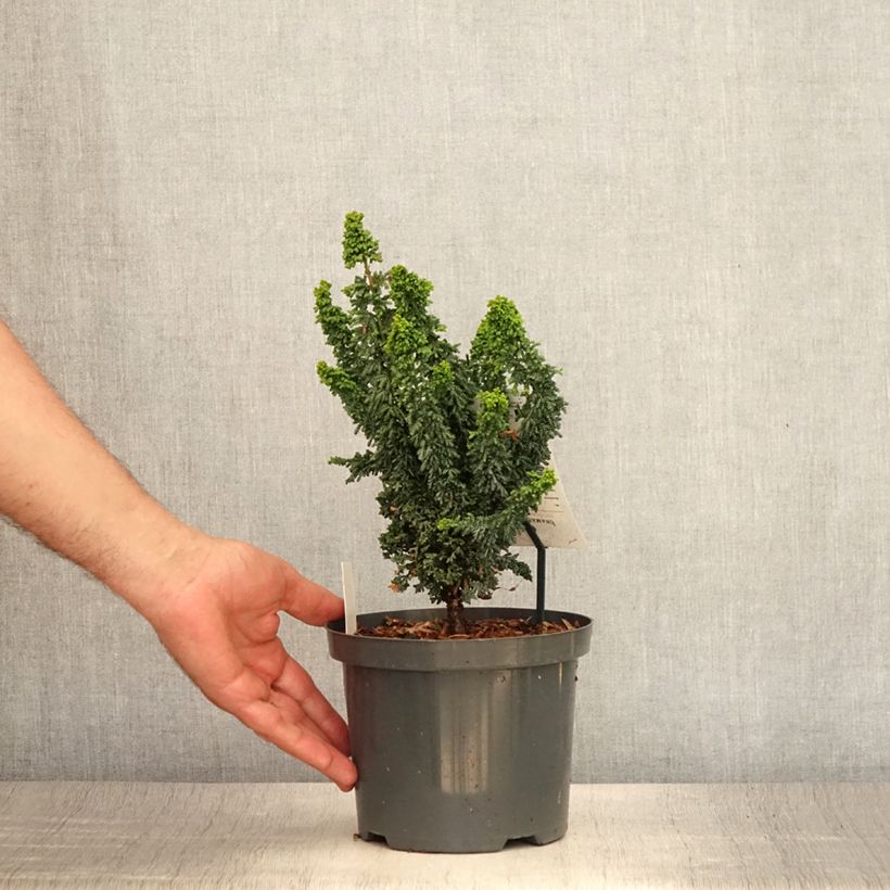 Chamaecyparis obtusa Juniperoides - Hinoki Cypress 2L/3L pot sample as delivered in summer