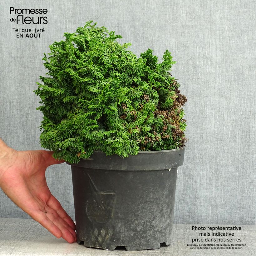 Chamaecyparis obtusa Kosteri - Hinoki Cypress 4L/5L pot sample as delivered in summer