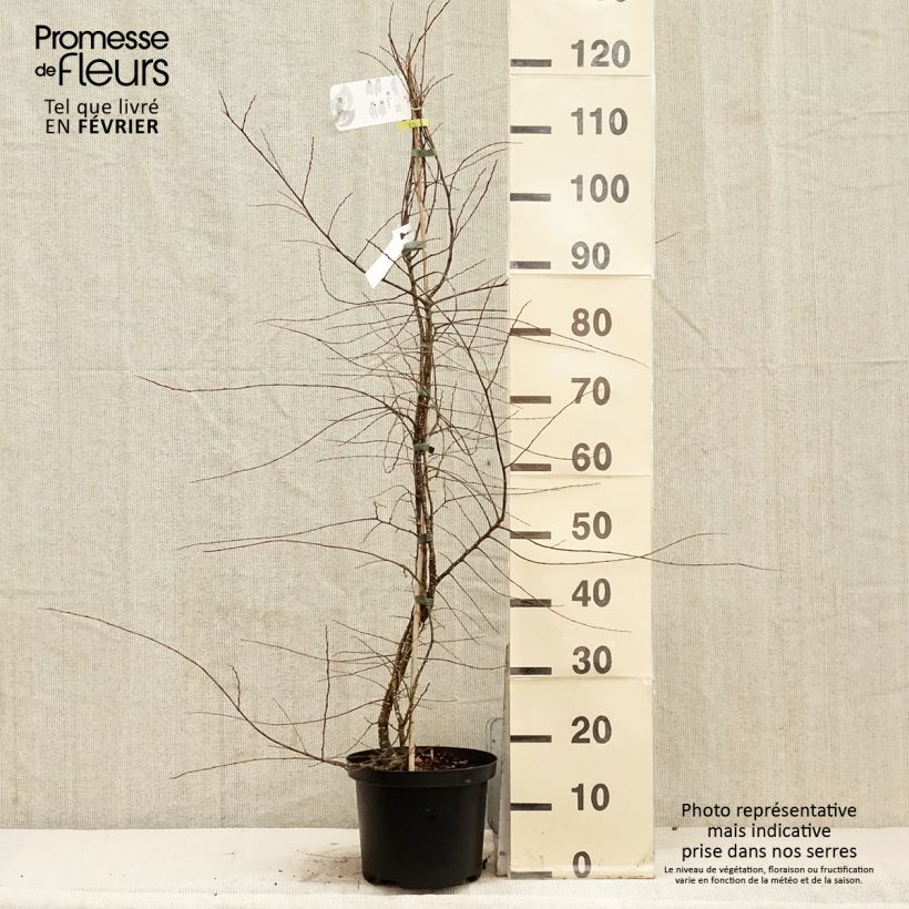 Nothofagus antarctica 4L/5L pot sample as delivered in winter