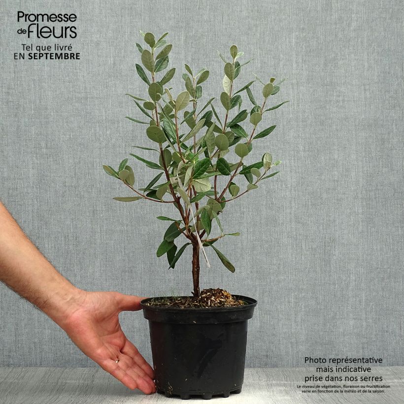 Feijoa sellowiana Apollo - Brazilian Guava 3L/4L pot sample as delivered in autumn