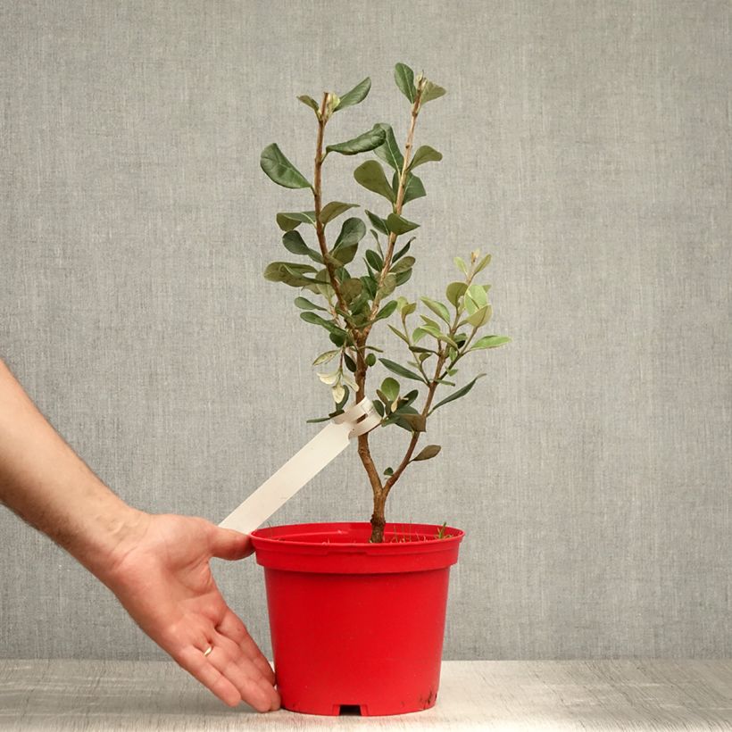Feijoa sellowiana Mammoth - Brazilian Guava 3L/4L pot sample as delivered in summer