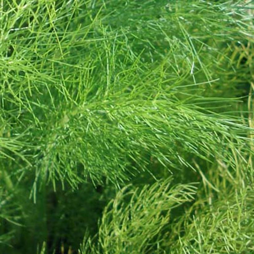 Foeniculum vulgare (Foliage)