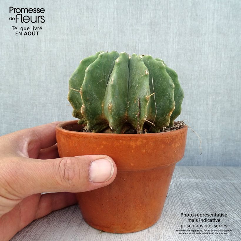 Ferocactus glaucescens Inermis 12cm pot sample as delivered in summer