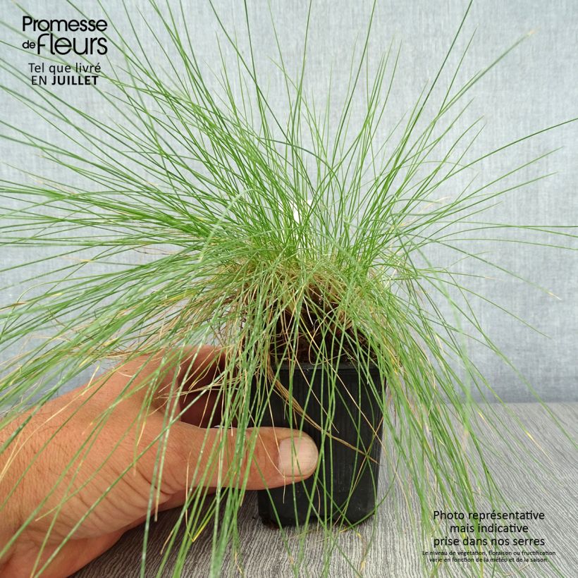 Festuca filiformis 8/9 cm pot sample as delivered in summer