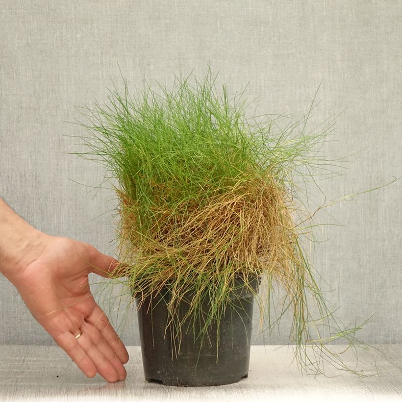 Festuca gautieri 2L/3L pot sample as delivered in summer