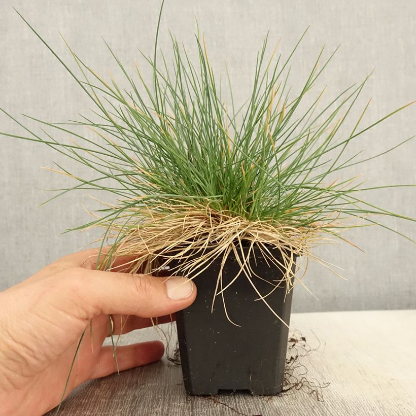 Festuca glauca Intense Blue sample as delivered in spring