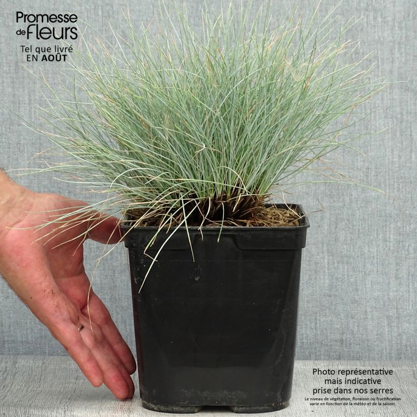 Festuca glauca Intense Blue 2L/3L pot sample as delivered in summer