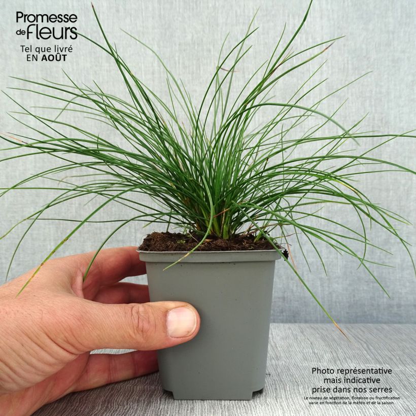 Festuca glauca Sunrise 8/9 cm pot sample as delivered in summer