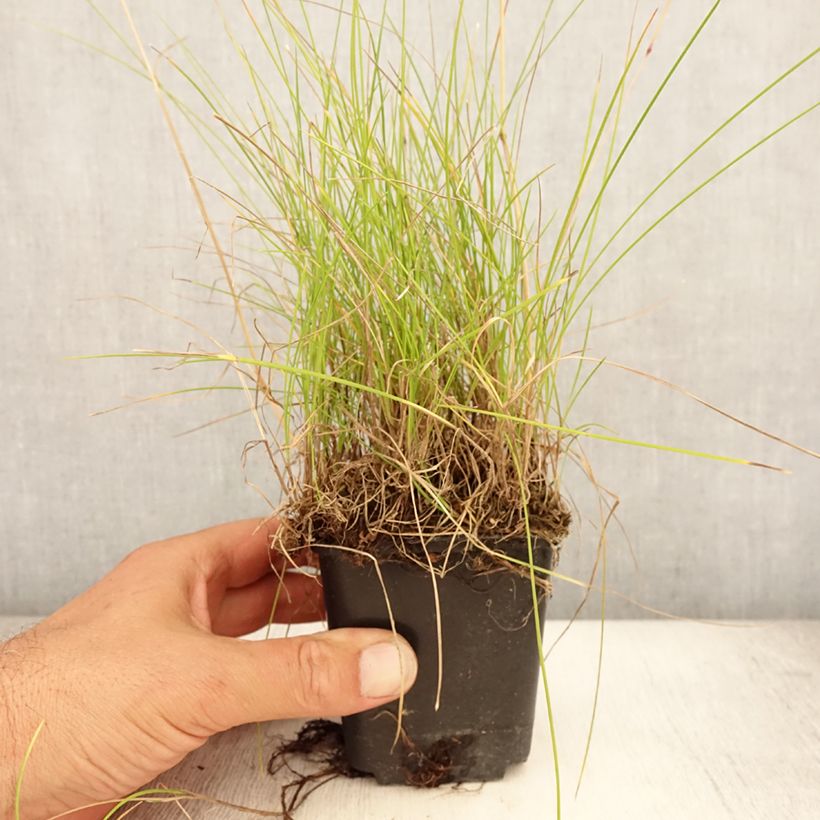 Festuca ovina 8/9 cm pot sample as delivered in summer