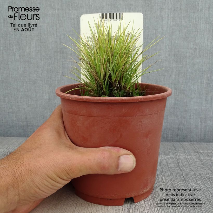 Festuca glauca Golden Toupee 1L/1.5L pot sample as delivered in summer