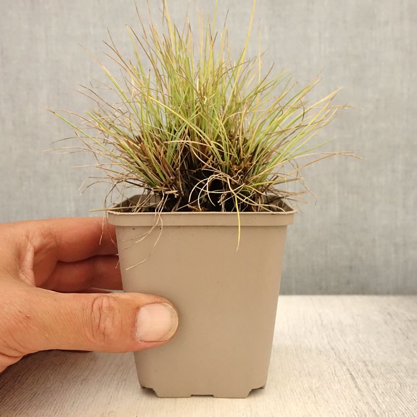 Festuca glauca Golden Toupee 8/9 cm pot sample as delivered in summer