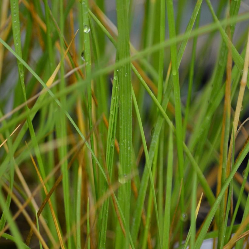 Festuca mairei (Foliage)