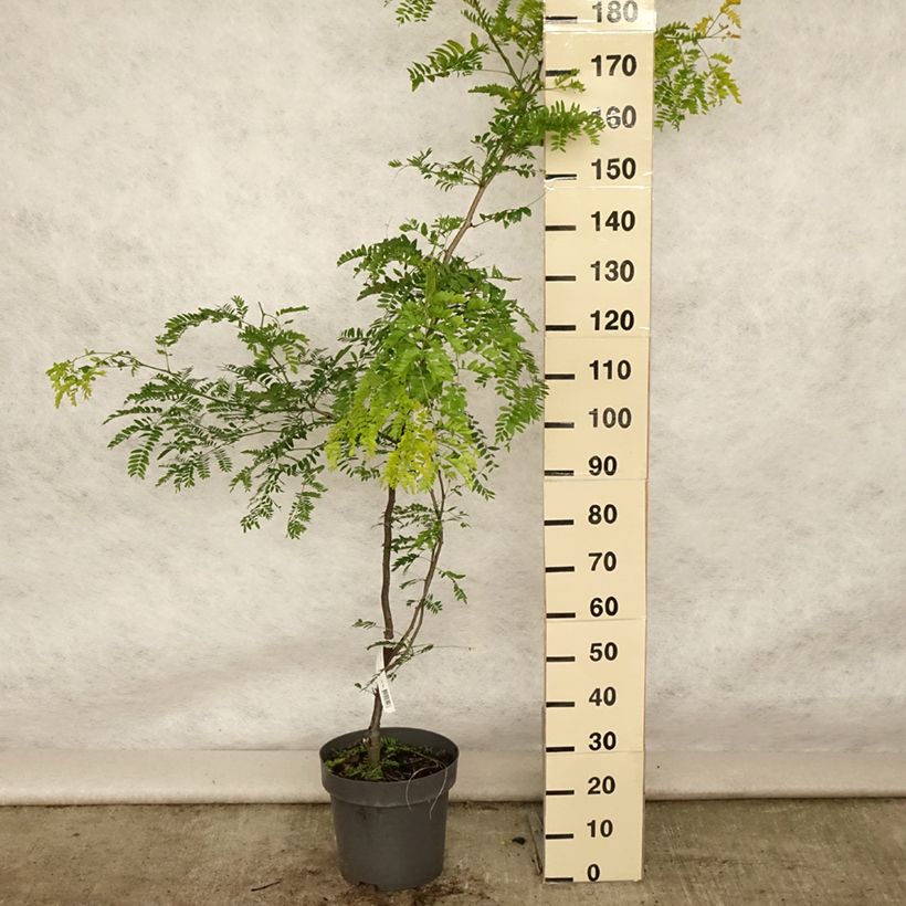 Gleditsia triacanthos f.inermis Sunburst - Honeylocust 7.5L/10L pot sample as delivered in summer