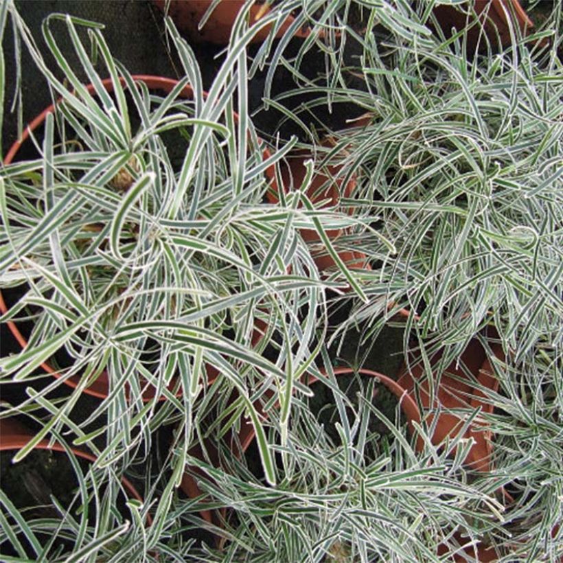 Ficinia truncata Ice Crystal (Foliage)