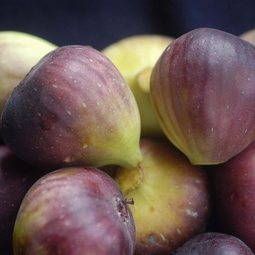 Fig Tree Brunswick - Ficus carica (Harvest)