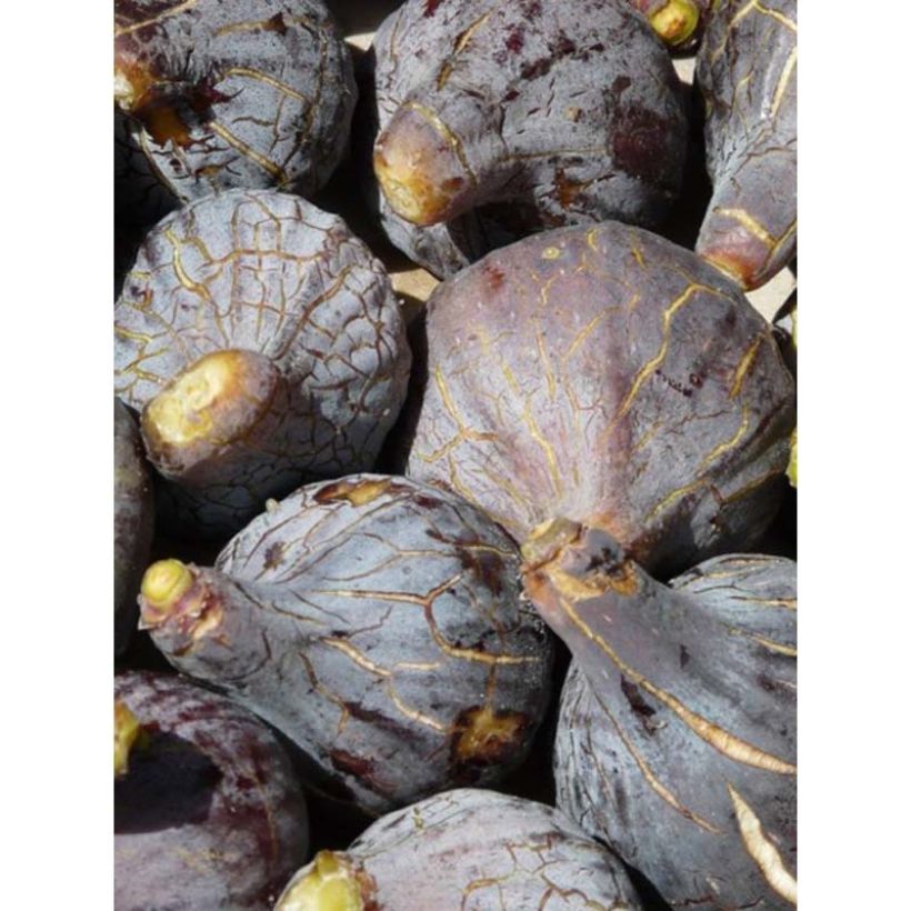 Fig Tree Grise De Tarascon - Ficus carica (Harvest)