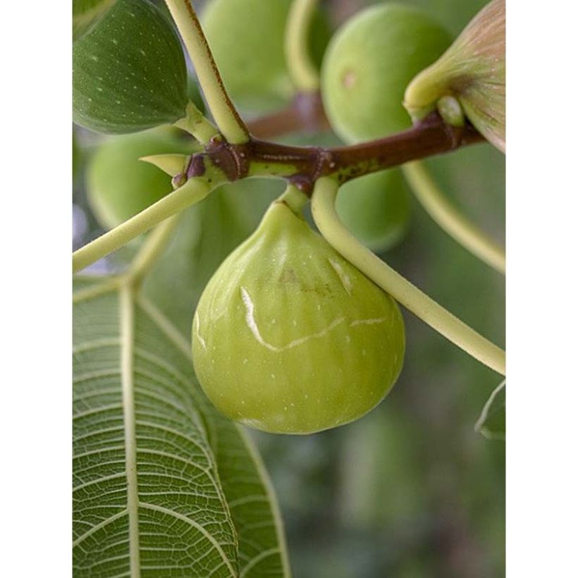 Fig Tree Sucre Vert - Ficus carica (Harvest)