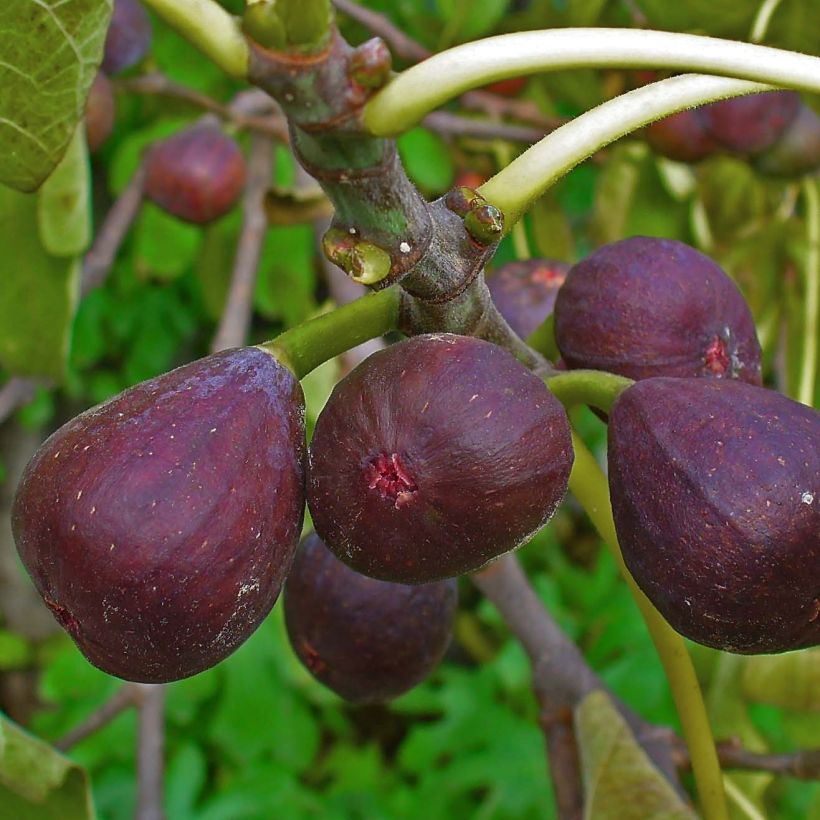 Fig Tree Sultane - Ficus carica (Harvest)