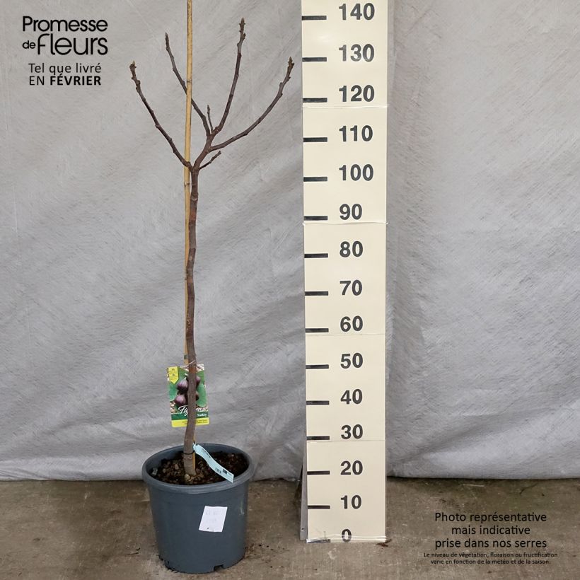 Fig Tree Brown Turkey - Ficus carica 7.5L/10L pot, Half standard sample as delivered in winter