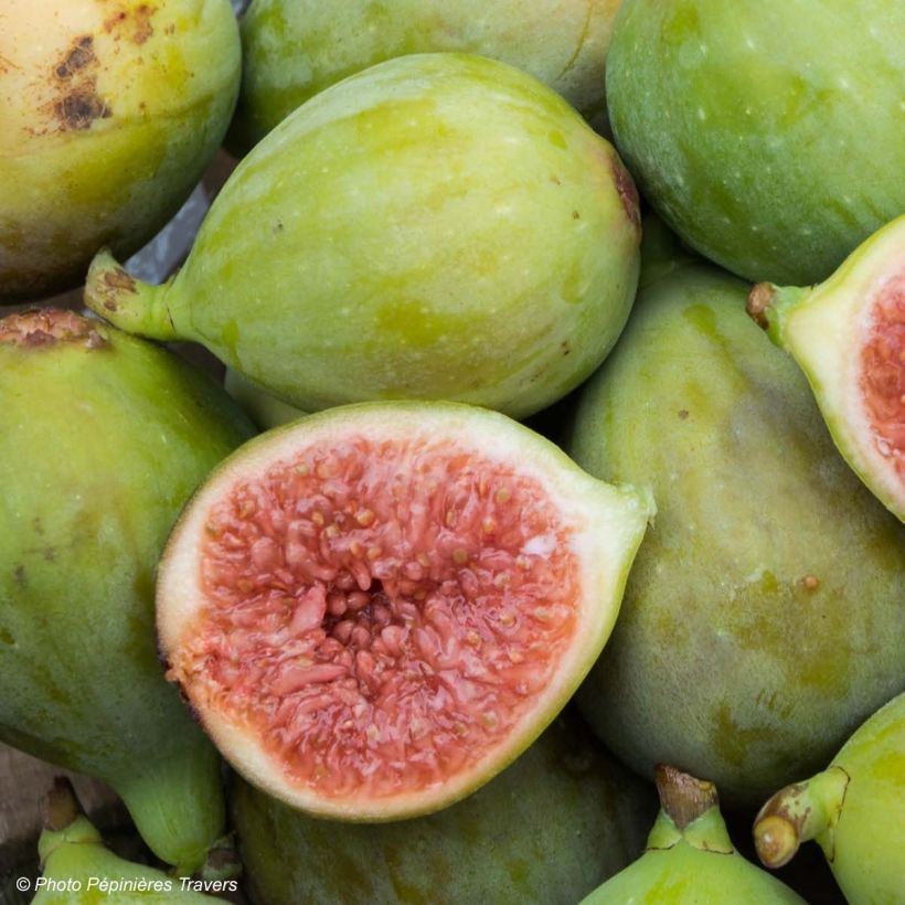 Ficus carica Portogallo (Harvest)