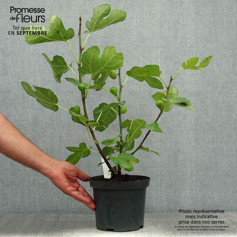 Ficus carica Portogallo 2L/3L pot, Bush sample as delivered in autumn