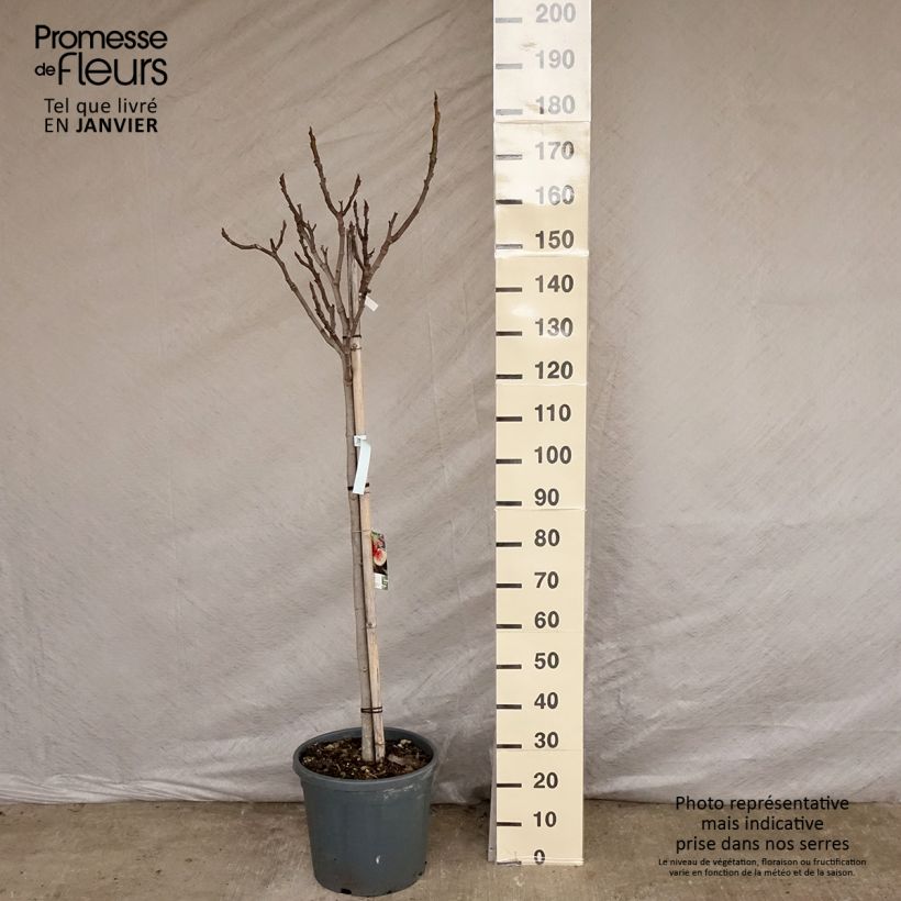Fig Tree De Marseille - Ficus carica sample as delivered in winter