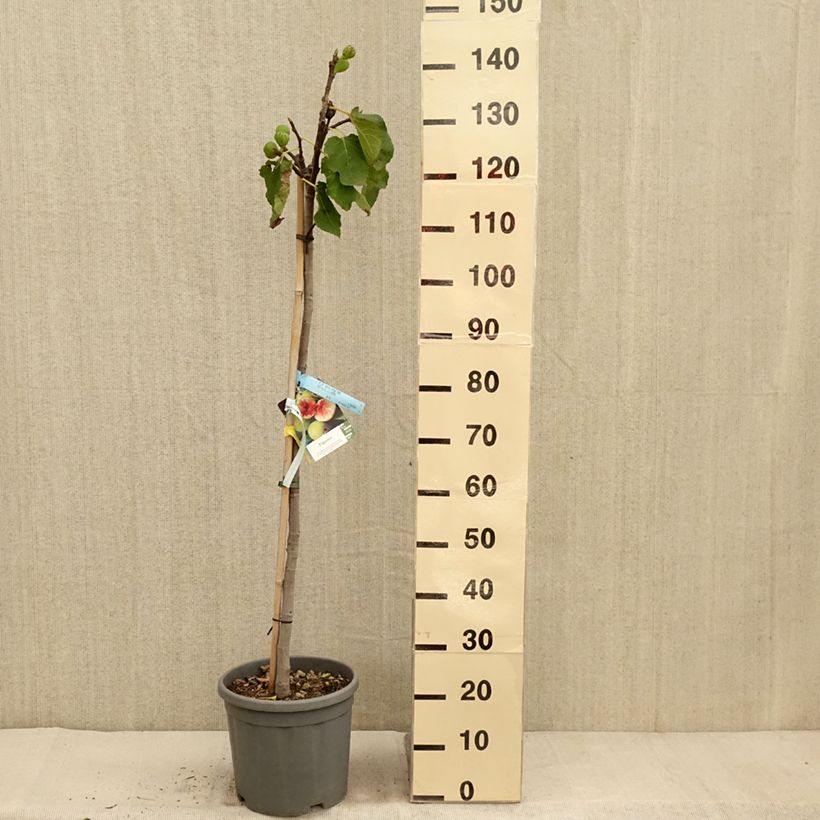 Fig Tree Sucre Vert - Ficus carica 7.5L/10L pot, Half standard sample as delivered in autumn